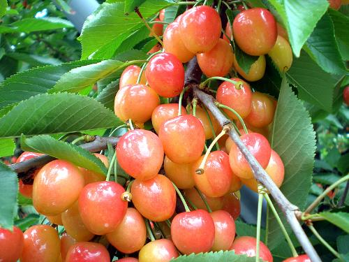 Cherries - Taken in Yamagata, Japan, July 2007