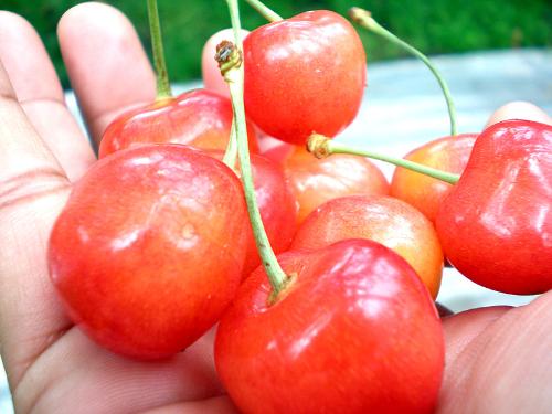 Cherries in my hand - Taken in Yamagata, Japan, July 2007