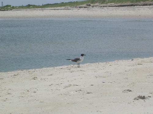 Seagull - Here is one of many seagulls we saw while touring the shores of North Carolina. They are very beautiful and always looking for food from people.