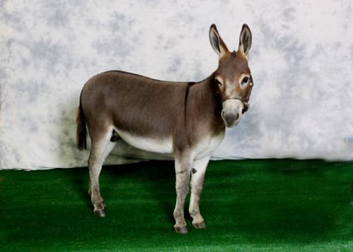 miniture donkey - miniture donkey i want to purchase, downloaded July 23,2007