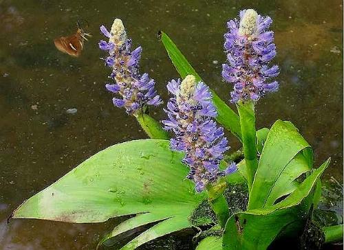 Flowers and Moth - I photographed this image a while back on a small creek in Summerville, South Carolina. I think the flower is called picklerweed but I'm not positive on that one.