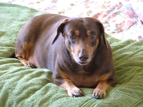 Sadie pup - Our very lovable dog, Sadie, 10 years old this year. She is daschund crossed with red kelpy.