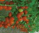 tomato - Tomato is a vegetable can be eaten raw during daily food and very good for health. We grow it in our land and best grow in winter season.