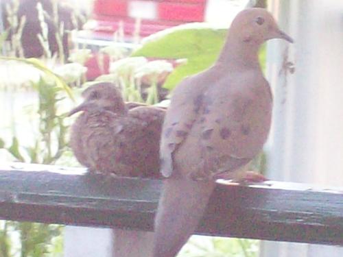 Mourning Dove and Baby - I captured this photo of a mourning dove and her baby sitting on my porch. They sat there for a long time, and then the father bird actually came and sat with them, but he flew off before I had a good shot of them all together. That was a bummer!