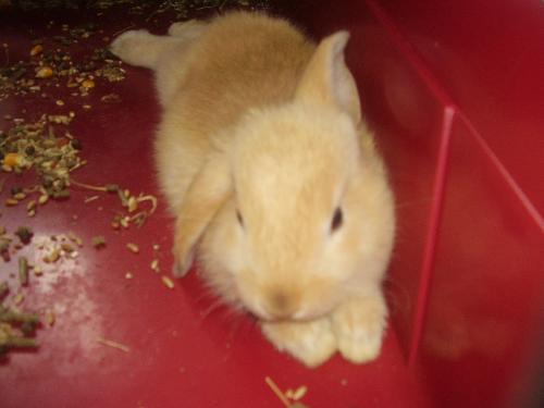 Benita rabbit - benita rabbit the rabit of my little son:)