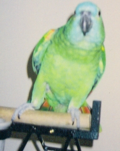 Blue Fronted Amazon PArrot - Picture of my Blue Fronted Amazon Parrot.