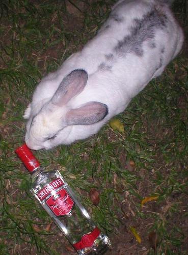 Babsy - Rabbits