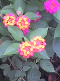 Beautiful blooms - Three colored flower
