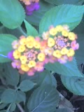 Three -Colored Flower - flower at Island COve