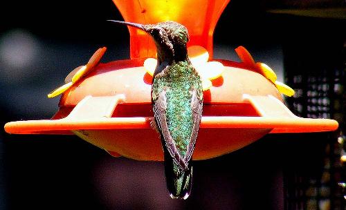 Hummingbird - I photographed this hummingbird in my backyard with a Digital Fuji FinePix camera during midday.