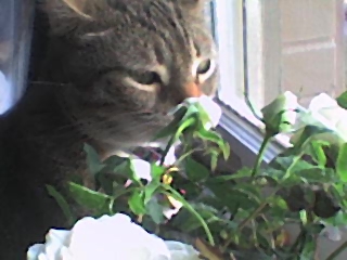 Misu Soup - My cat smelling the roses