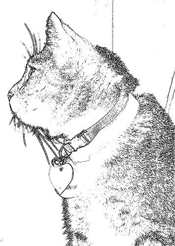 Cat Drawing - Special effect on a picture of my cat