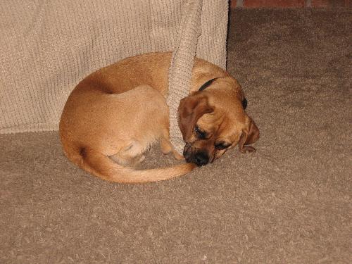 Puggle - puggles are a mix between a pug and a beagle. Some have the characteristicly wrinkled face and some have the coloring and tail of a pug, while others are more like a beagle with a longer snout and some spots.