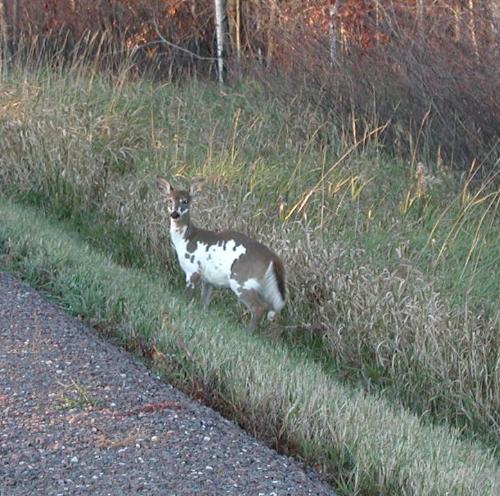 Pinto Deer - isnt she beautiful!