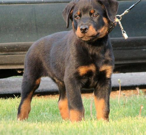 This is my baby!!! - La Femme Fatale Von Vasfor  aka 'MYSTIC'  Titles: Best Puppy in Breed | Best of Opposite | Best Puppy in Breed |  CKC Pointed. V1 - Rated Niagara Sieger Show Sept 2005 - Female Puppy Class