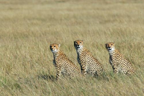 Kenya - It has 3 cheetahs sitting in brown and green grass.
