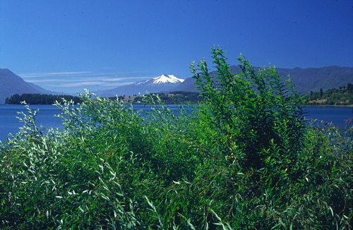 Chile - Its a lake in Chile with very deep blue water. In the background is a volcano with snow on the top and in the front of the picture are green weeds.