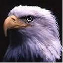 eagle - I love eagle