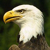 eagle - I love eagle