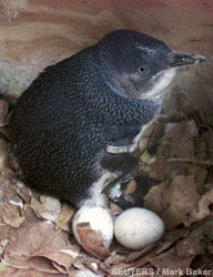 Fairy (Little ) Penguins - Fairy ( Little) Penguins On Kangaroo Island. The females nearly always lay two eggs.