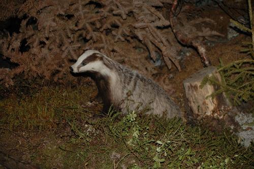 Badger - This is a Badger Badger - This is a Badger