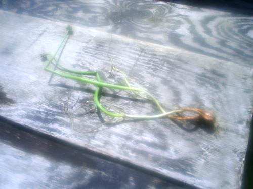 Walking Onion 1 - This is a picture of 2 walking onions. This was the average size I would get in my garden, the size of a large green onion.
