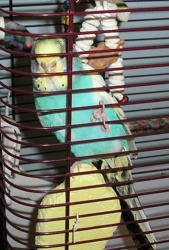 My Buddy, Who has the Tumor - This is Buddy, my 6 year old Parakeet. She was diagnosed with a tumor 7 months ago. Is very Ornery, but we love her anyways.