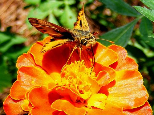 Moth on the Marigold - Morning capture of a moth on a Marigold in my garden in South Carolina.