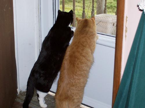 Bubba is the yellow cat. - Bubba and Stripe were always looking out the window at the world.