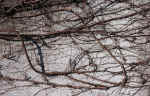 branch - artsy pictures