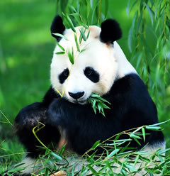 panda - panda photo, from china panda - panda photo, from china