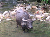 Carabao - national animal of the Philippines - Known locally as carabao, the water buffalo is probably more closely associated with the Philippines than with any other country and is reportedly considered the national animal.