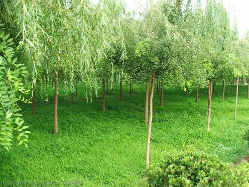 green ground - the color of nature is the most attractive