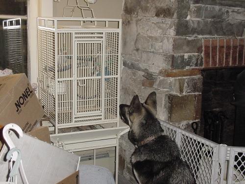 stalking cockatiels - Poor dog, she'll try anything to get a taste... LOL