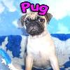 Cute Little Pug - Little Dogs Rule