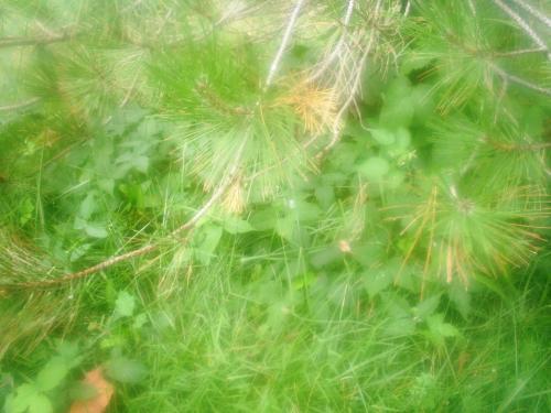 Poison Ivy - This is some poison ivy mixed with either a wild rose or raspberry bush that I found under one of my pine trees.