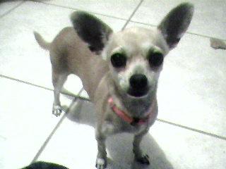 Cutest Chihuahua Ever! - This is my dog Brandy. She is a Chihuahua from Mexico. She has a sister but I haven't had time to upload it. I will upload the picture later for anyone who is interested.