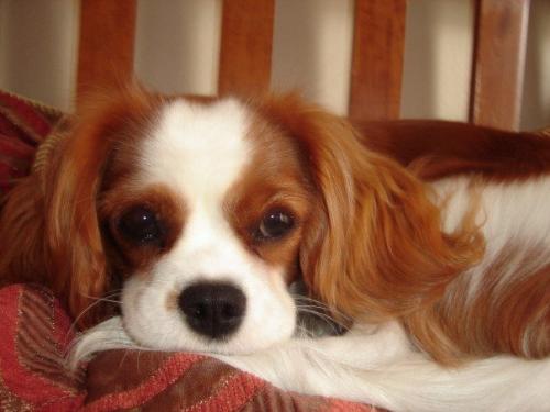 Cavalier King Charles Spaniel - Puppy!!!