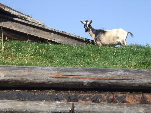 Coombs Market - Goats live on the roof of the Coombs Market!