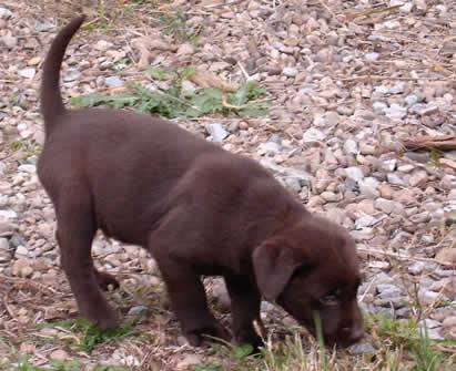 Labrador - Chocolate Labrador