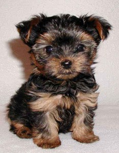 I love puppies. - Well do you love pets,especially puppies?I do.Post your comments about your pet dog and more.