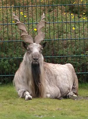 Markhor - Markhor, 'snake eater'