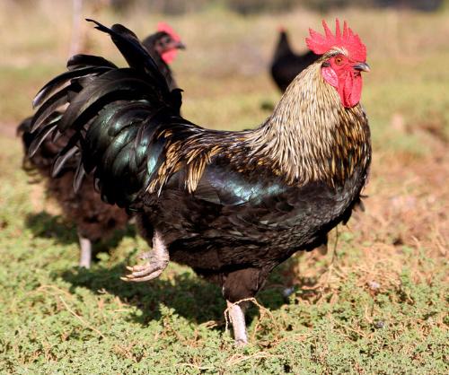 Gallic rooster - Gallic rooster, French national animal