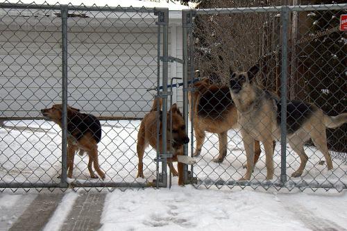 our dogs - We have 4 dogs, sometimes they wander away from the house, but they don't disappear