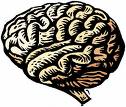 brain - human brain