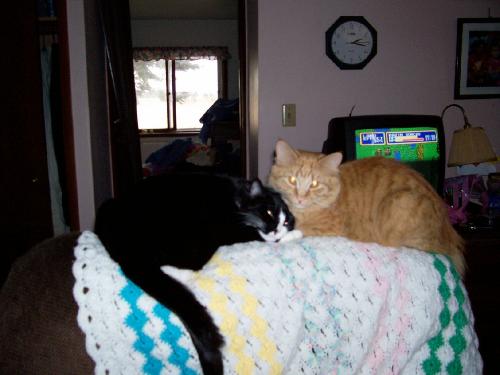 Bubba and his sister Stripe - They are so close to each other. If one died the other would be lost.