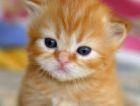 Kittens - Orange cute kitten ^o^
