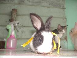 Rabbit - Pet Rabbit