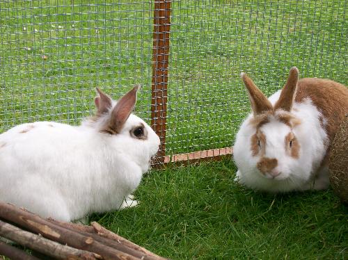My Rabbits - Jingle and Jangle