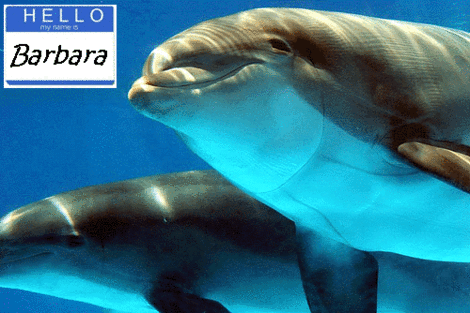 swim with the dolphins - swim with the dolphins swim with the dolphins